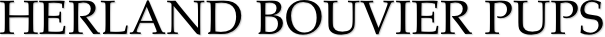 Herland bouvier pups